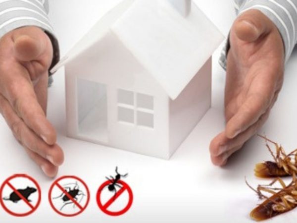 Effective-Pest-Control-in-Homes